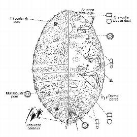   Palmicultor browni  
 Illustration by Williams & Watson 
   